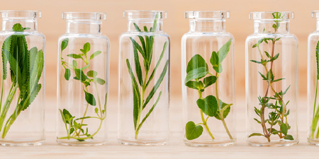 Homöopathie – Definition, Wirkung und Anwendungsgebiete